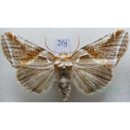 Habrosyne pyritoides (Hufnagel, 1766) Pluszówka agatka Pluszówka agatka Czech26j